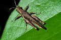 GRASSHOPPER (Brown)